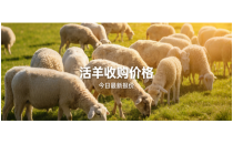 草原鑫河2月25日活羊收购价格