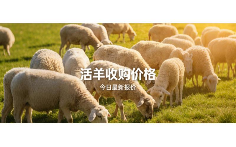 草原鑫河1月23日活羊收购价格